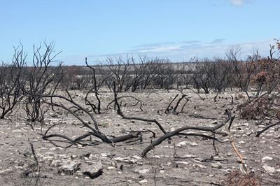 Event planned to remember fires