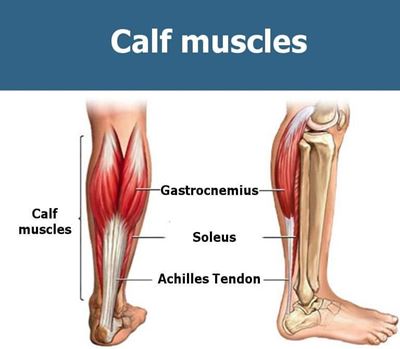 Anatomy of the lower leg