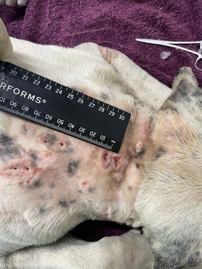 SPCA and pit bull owner at each other’s throats