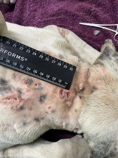 SPCA and pit bull owner at each other’s throats