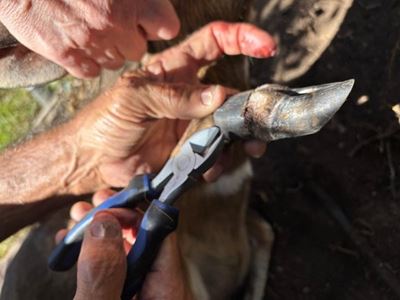 Plastic ring removed from leg of antelope
