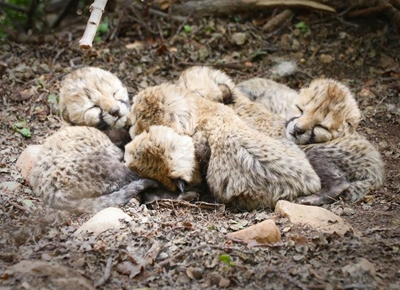 Cheetah cubs for Christmas at Cango Wildlife Ranch