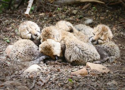 Cheetah cubs for Christmas at Cango Wildlife Ranch