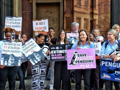 High Court victory for the critically endangered African Penguin