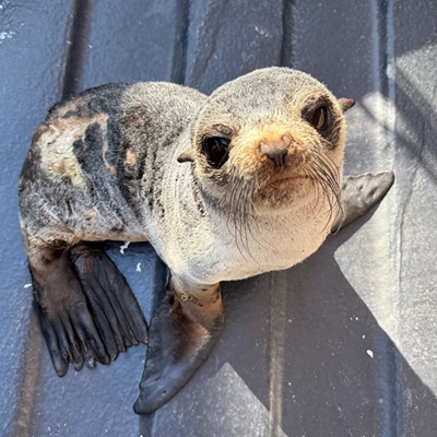 Subantarctic seal to go for rehab