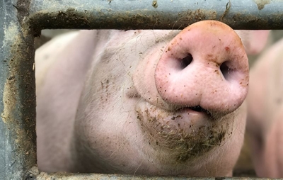Hou varke op hok: 2de varkpes-uitbraak in George