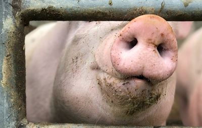 Hou varke op hok: 2de varkpes-uitbraak in George
