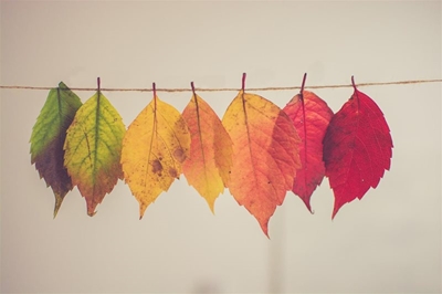 Why a tree is better than flowers 