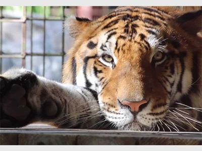 Rescued circus tigers and lions to arrive at OR Tambo Airport