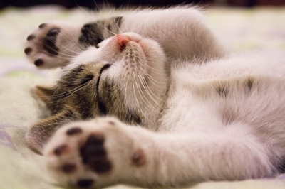 Cats more attached to their owners than dogs?