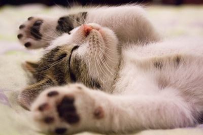 Cats more attached to their owners than dogs?