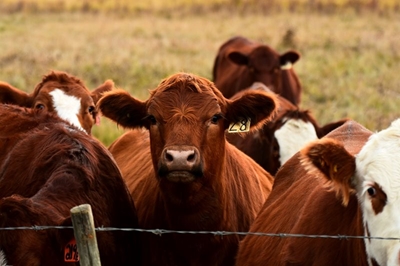 Outbreak of Foot-and-mouth disease can be curbed