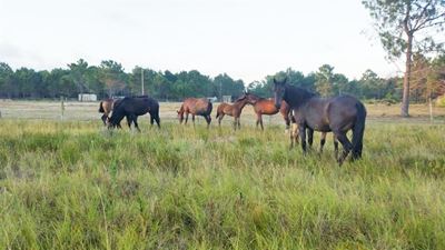 Kranshoek horseplay raises people's wrath