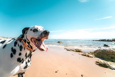 Dog owners, heed the blue flags