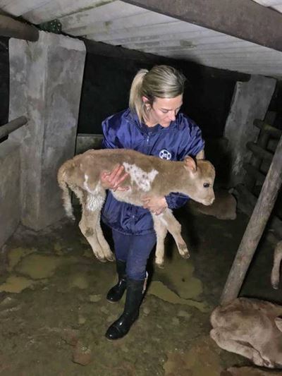 Like a calf to the slaughter
