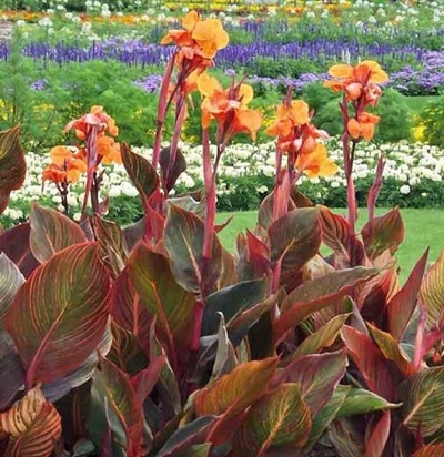 Alien invasive plants destroy biodiversity