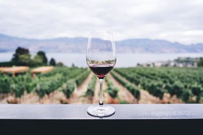 COLUMN: "Great wines are made in the vineyard."