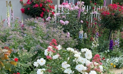 Roses to stop you in your tracks