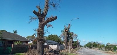 Dis waarom bome se takke afgesaag is
