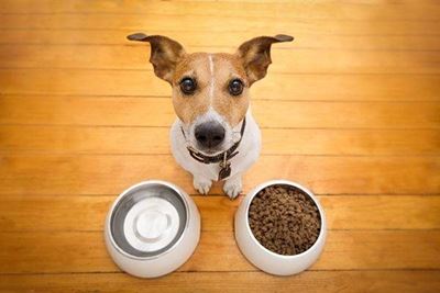 Why free-feeding dogs is not a good idea