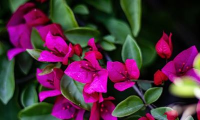 Everything you need to know about growing bougainvilleas