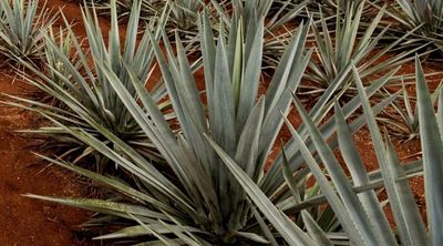 Alien plant of the month is Mauritian hemp