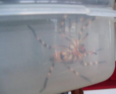 Harmless spiders rescued, released