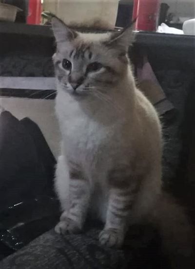 Help owners find their cat