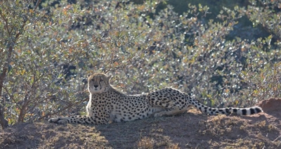 Samara’s cheetah swap boosts cheetah metapopulation