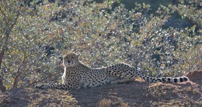 Samara’s cheetah swap boosts cheetah metapopulation