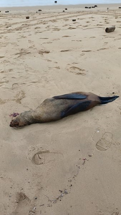 Reason behind seal deaths unclear 