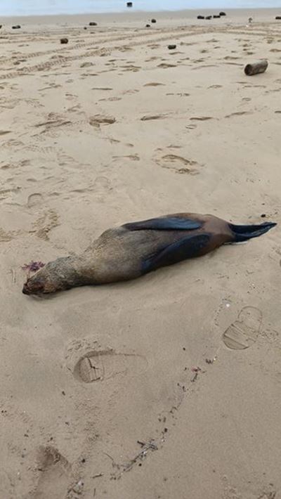 Reason behind seal deaths unclear 