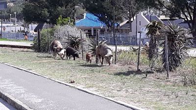 Varkies op pad na Mosselbaai-sakekern