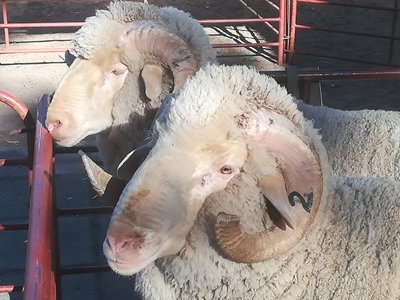 Phoenix Merino ramme onder hammer