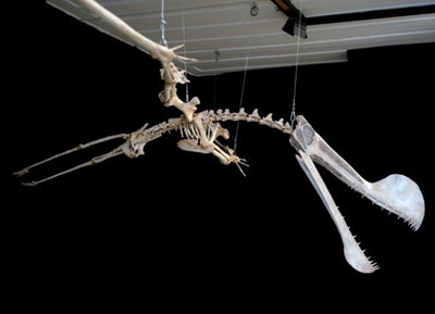 Pterosaur hatchlings needed their parents, trove of eggs reveals
