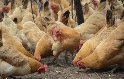 SA Poultry warns against untested imported chicken paste