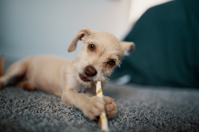 Join morning talk on puppies at SPCA 