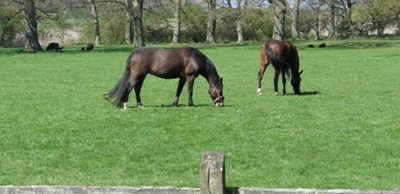 Concern about African horse sickness in protection zone