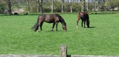 Concern about African horse sickness in protection zone