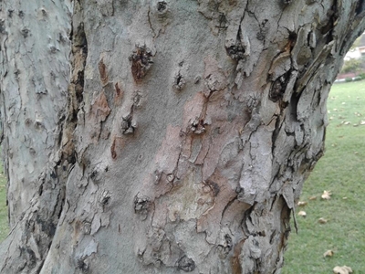 Killer beetle invades Knysna trees
