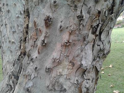 Killer beetle invades Knysna trees