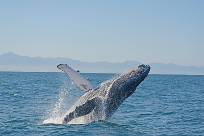 A whale of a time