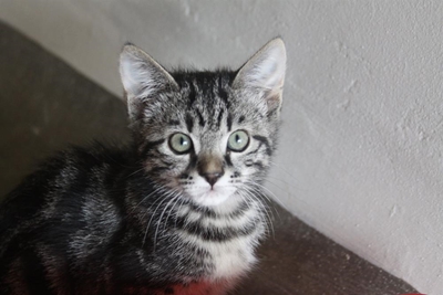 Adoptions available at the SPCA