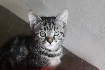 Adoptions available at the SPCA