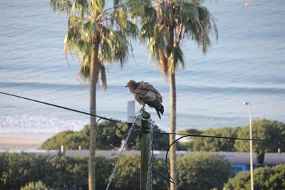 Distinguished Santos resident