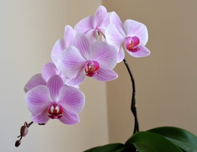 5 low maintenance plants you should grow in your bathroom