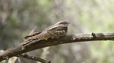 Rare bird spotted in Graaff-Reinet