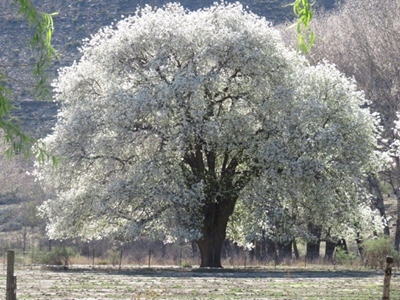 Nieu-Bethesda pear blossoms pop
