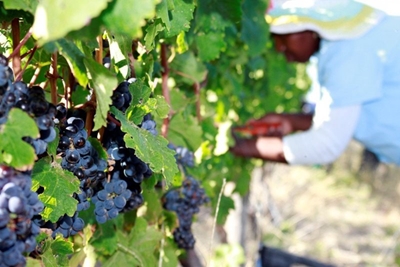 8 ways wine will change in 2020