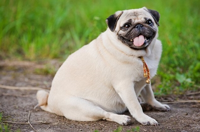 Obese dogs and obese humans are birds of a feather